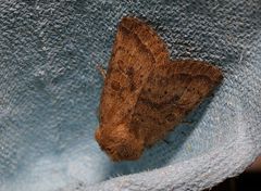 Hoplodrina octogenaria