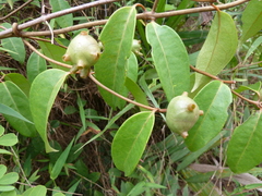 Morinda longiflora