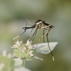 Toxorhynchites rutilus septentrionalis