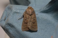 Hoplodrina octogenaria