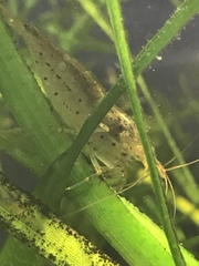 Caridina multidentata