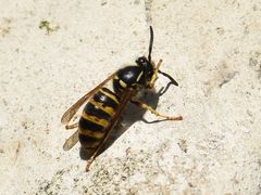 Dolichovespula saxonica
