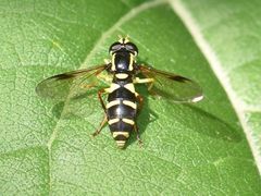 Xanthogramma pedissequum