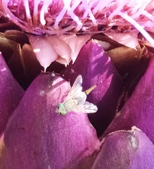 Terellia fuscicornis