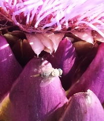 Terellia fuscicornis