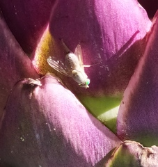 Terellia fuscicornis