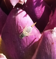 Terellia fuscicornis