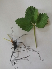 Fragaria × ananassa