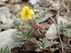 Helianthemum oelandicum