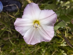 Convolvulus arvensis
