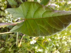 Convolvulus arvensis