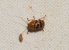 Cryptocephalus fulguratus