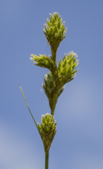 Carex normalis