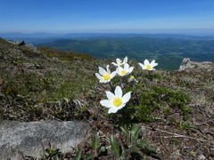 Pulsatilla alpina