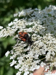 Stictoleptura cordigera