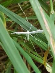 Pterophorus pentadactyla