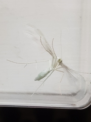 Pterophorus pentadactyla