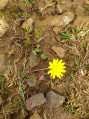 Leontodon saxatilis saxatilis