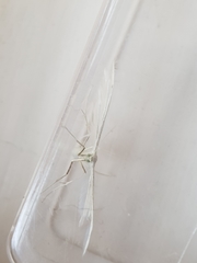 Pterophorus pentadactyla