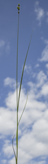 Carex normalis