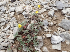 Helianthemum oelandicum