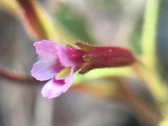 Erythranthe androsacea