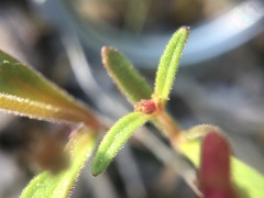 Erythranthe androsacea