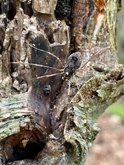 Platybunus pinetorum