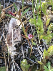 Erythranthe androsacea