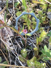 Erythranthe androsacea