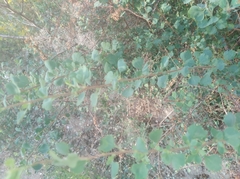 Spiraea aquilegifolia