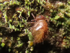 Allacma fusca