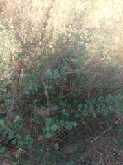 Spiraea aquilegifolia