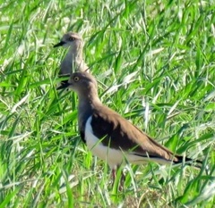 Vanellus melanopterus minor