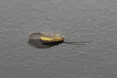 Dictyochrysa fulva