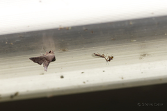 Austromantispa trevori