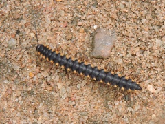 Streptogonopus phipsoni