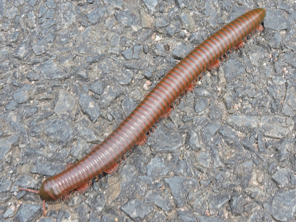 Gonoplectini