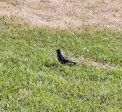 Corvus monedula