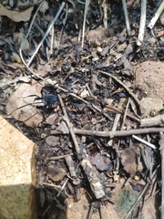 Opilioninae