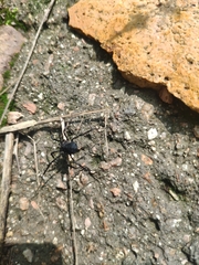 Opilioninae