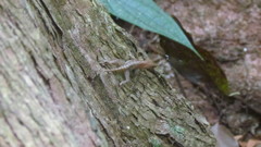 Anolis uniformis