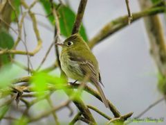 Empidonax flavescens