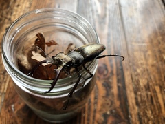 Lucanus maculifemoratus