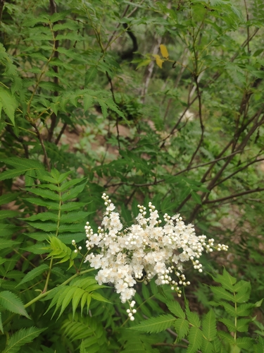 Syringa reticulata ssp. reticulata