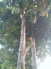 Pometia pinnata