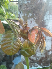 Pometia pinnata