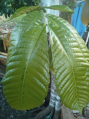Pometia pinnata