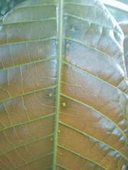 Pometia pinnata