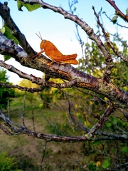 Anacridium aegyptium